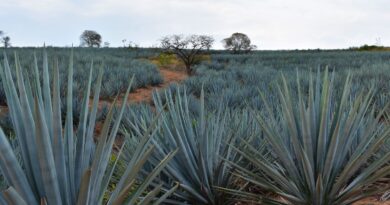 Industria tequilera dará preferencia de agave a los productores tradicionales