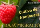 Cultivo de frambuesa en San Isidro Mazatepec logra evitar migración