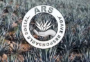 Avanza la certificación Agave Socialmente Responsable; ya suma 842 agaveros