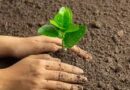 Produce CRT plantas para reforestación