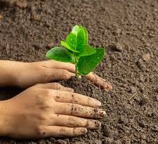 Produce CRT plantas para reforestación