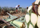 En aumento el número de certificaciones de agave sustentable