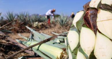 En aumento el número de certificaciones de agave sustentable