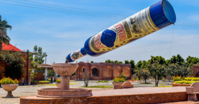 Denominación de Origen Tequila en Guanajuato continuarán con prácticas sustentables